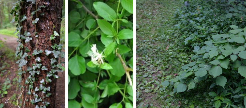 Tree Snags and Rotting Logs