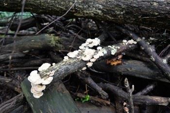 Tree Snags and Rotting Logs 2